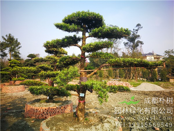 造型罗汉松种植后的养护方法和注意事项有哪些？